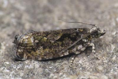 Zeiraphera isertana