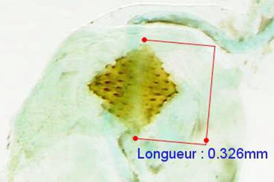 Agnoea latipennella