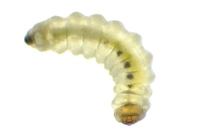 Antispila petryi
