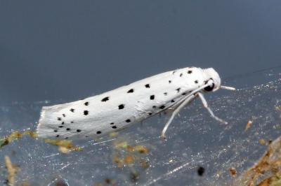 Yponomeuta mahalebella