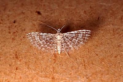 Alucita cancellata