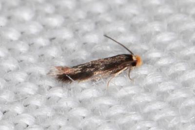 Stigmella roborella
