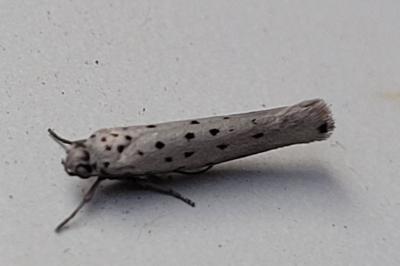 Yponomeuta sedella