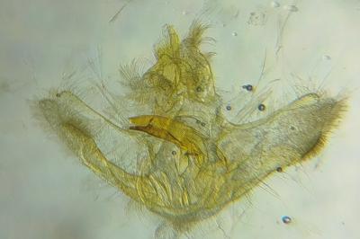 Acleris ferrugana