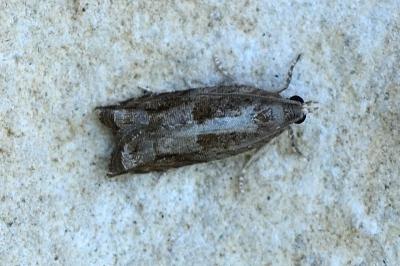 Rhopobota naevana
