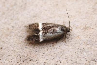Aproaerema cinctella