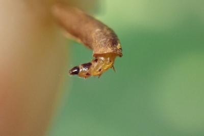 Coleophora lutipennella