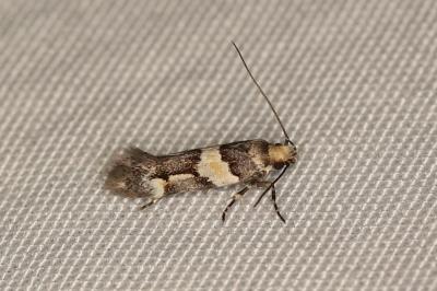 Alloclita recisella