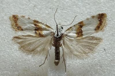 Phtheochroa purana