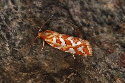 Aneuxanthis locupletana