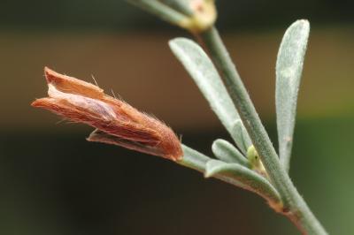 Coleophora medelichensis