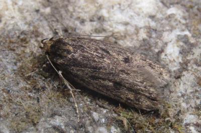 Hofmannophila pseudospretella