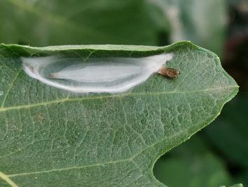 Choreutis nemorana