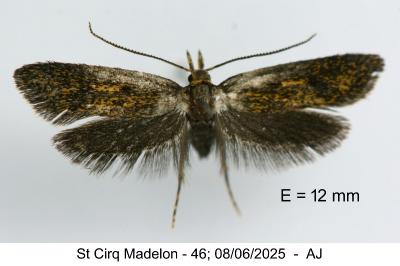 Aplota palpella