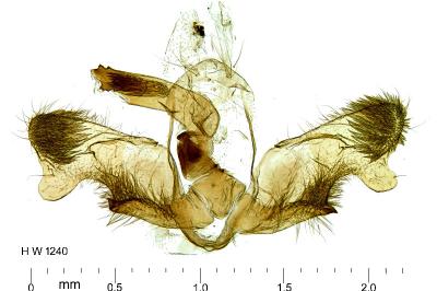 Rhyacionia pinivorana