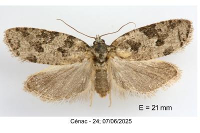 Cnephasia stephensiana