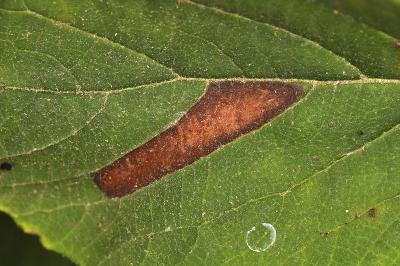 Phyllonorycter lantanella