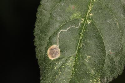 Stigmella plagicolella