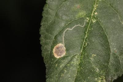 Stigmella plagicolella