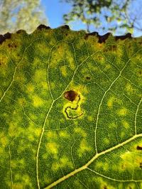 Stigmella trimaculella
