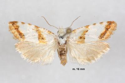 Phtheochroa purana