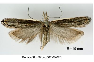 Sophronia semicostella