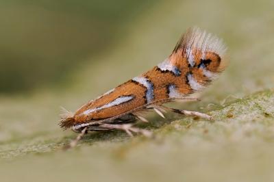 Phyllonorycter insignitella