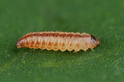 Chrysoesthia sexguttella