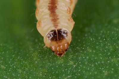 Chrysoesthia sexguttella