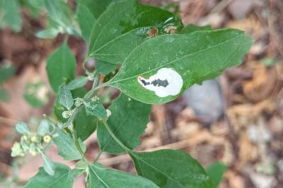 Chrysoesthia sexguttella