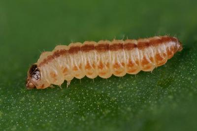 Chrysoesthia sexguttella
