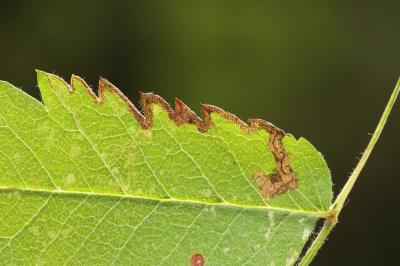 Stigmella nylandriella
