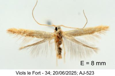Coleophora badiipennella