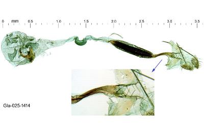 Coleophora pulchripennella