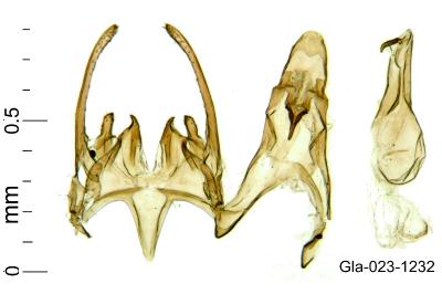 Scrobipalpa
