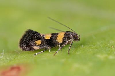 Chrysoesthia sexguttella