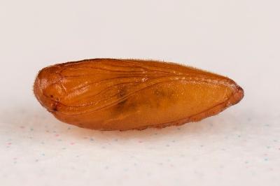 Chrysoesthia sexguttella