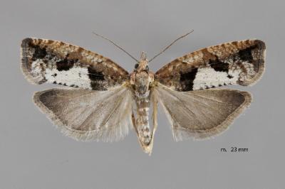 Epinotia brunnichana