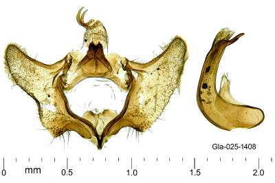 Aethes flagellana