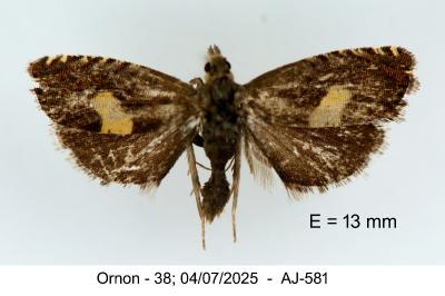 Dichrorampha petiverella
