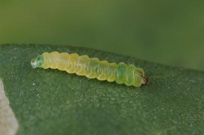 Parectopa robiniella