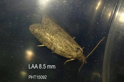 Cnephasia pumicana