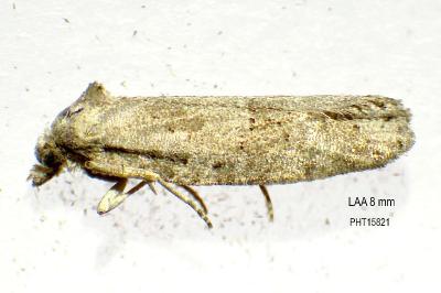 Cnephasia pumicana