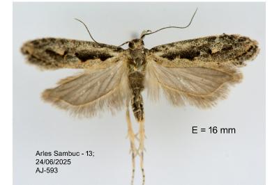 Ornativalva plutelliformis
