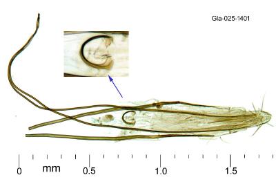 Tenaga nigripunctella