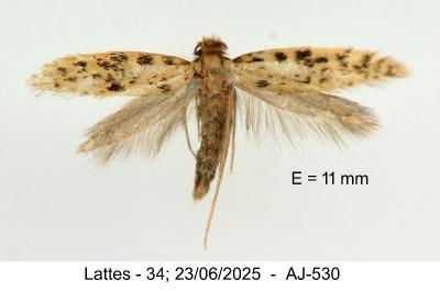 Tenaga nigripunctella