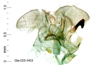 Cosmopterix crassicervicella