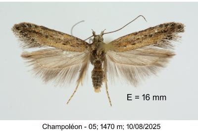 Scrobipalpa samadensis