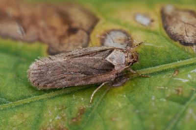 Depressaria badiella