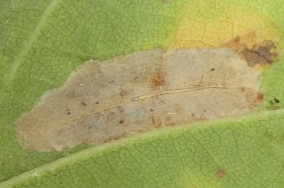 Phyllonorycter messaniella